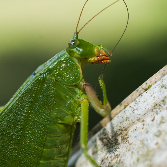 Tambopata jungle adventure 3 days